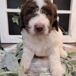 Aussiedoodle and Goldendoodle Puppies from Hunting Creek Kennels