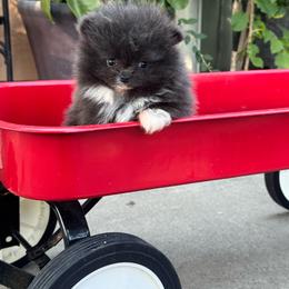 Mini - Blue female Pomeranian puppy in Stockton, California from lunas_poms