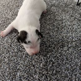 Eyebrow boy - Tri-colored male Parson Russell Terrier puppy in Phelan, California from Elite Parson Russells