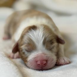 Ember - Red merle female Australian Shepherd puppy in Murrayville, Georgia from Mountain Ridge Aussies