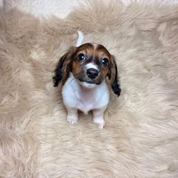 Evalina - Piebald female Dachshund puppy in Washburn, Tennessee from Clinch Mountain Dachshunds