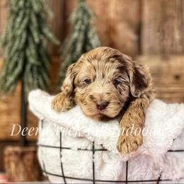 Australian Labradoodle, Cavapoo, and Goldendoodle Puppies from Deer Creek Labradoodles