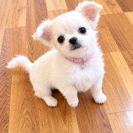 Girl1 - White female Chihuahua puppy in Alaska from Snowy Mountains Chihuahua