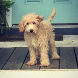 Wyatt - Australian Labradoodle