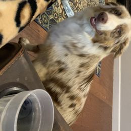 Belle - Australian Shepherd