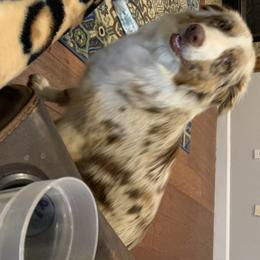 Belle - Australian Shepherd