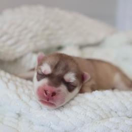 Honey - Sable and white female Siberian Husky puppy in Bly, Oregon from Hill Top Huskies