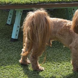 Tucker - Havanese