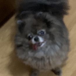 Birdie - Pomeranian