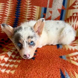READY TOMORROW Female 4 - Blue merle and white female American Corgi puppy in Okeechobee, Florida from HotShot Kennels