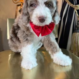 Red - Chocolate merle male Bernedoodle puppy in Curtice, Ohio from The Pink Doghouse