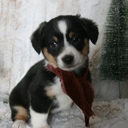 Sophie - Black female Companion Cross puppy in Fairview, South Dakota from Dakota Toy Aussies