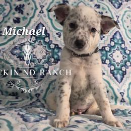 Michael - Blue male Australian Cattle Dog puppy in Silsbee, Texas from Rockin ND Ranch