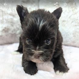 Prissy - Liver female Yorkshire Terrier puppy in Gaylesville, Alabama from Sweet Alabama Yorkies