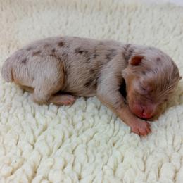 Dude - Green Collar - Red merle male Australian Shepherd puppy in San Marcos, California from Faith Family Freedom Farm