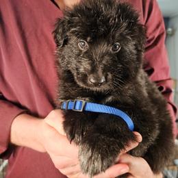Oath (Dk Blue collar) - Black male German Shepherd puppy in Columbus, Indiana from Stony Lonesome GSD