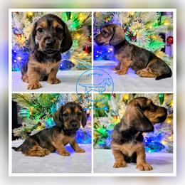 Pretzel (Yellow) - Red female Dachshund puppy in Moses Lake, Washington from Invading Dachshunds : AKC Miniature Wirehairs