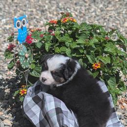Australian Shepherd Puppies from TANDEM Aussies