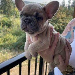 French Bulldog Puppies from Private Reserve French Bulldogs