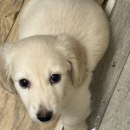 Icicle - Fawn (isabella) and cream male Dachshund puppy in Myrtle Beach, South Carolina from Vicki Bardos' Dachshunds