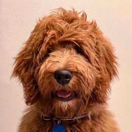 Goldendoodles from New Doods On The Block