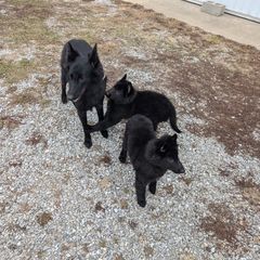 Belgian Sheepdog Puppies from Kimberly Perry