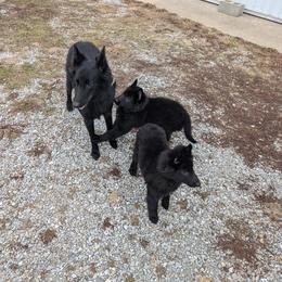 Belgian Sheepdog Puppies from Kimberly Perry