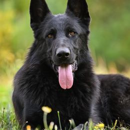 Renny - German Shepherd
