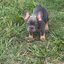 Liam - Blue male French Bulldog puppy in Palm Coast, Florida from Calypso Island French Bulldogs