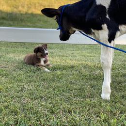 Australian Shepherd Puppies from Malin Family Aussies