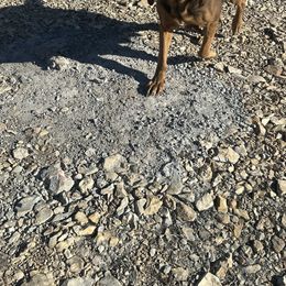 Kimber - Bloodhound