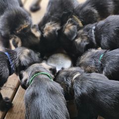 Standard Schnauzer Puppies from Moon Flower Farm