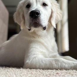 Golden Retriever Puppies from Graceful Goldens
