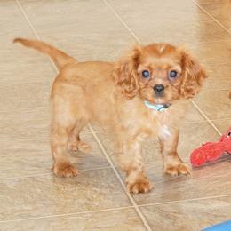 Linus - Ruby male Cavalier King Charles Spaniel puppy in Pleasant City, Ohio from cywood's ohio cavaliers