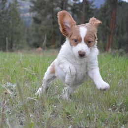 Brittany Puppies from Tommie Dahl