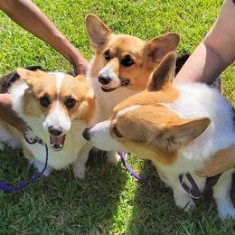 Pembroke Welsh Corgis from Once Upon A Times Corgis