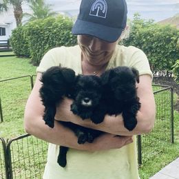 Miniature Schnauzer Puppies from Heirs Of Airvue