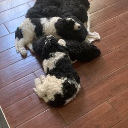 Goldendoodle Puppies from Crystal Coast Cuddles