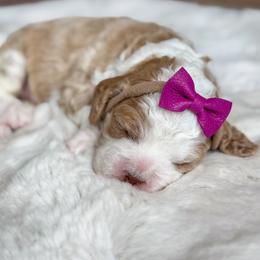 Plum collar - Pixi - Buff and white female Cockapoo puppy in Mt Bethel, Pennsylvania from Stasia’s Cutiepoos
