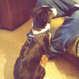 Australian Shepherd and Miniature Australian Shepherd Puppies from Grayback Aussies