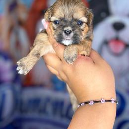 CKC Kazzi(read full description) - Sable female Shih Tzu puppy in Roseville, Michigan from Diamond Paws LLC