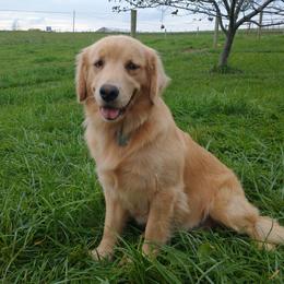 Liberty - Golden Retriever