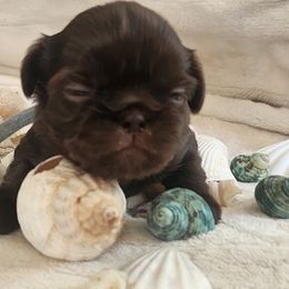 Popeye (Blue collar) - Liver male Shih Tzu puppy in Kettering, Ohio from LaDawn’s Little Lions