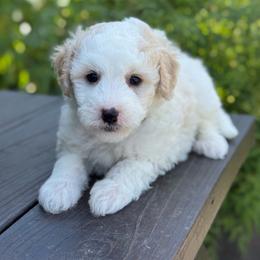 Sherbet - White male Sheepadoodle puppy in Wharton, Texas from Little Fur Friends