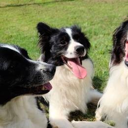 Border Collies from BCX Stockdogs