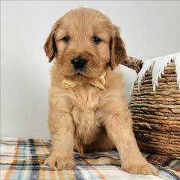 Twila - Apricot female Goldendoodle puppy in Temecula, California from Oodles O'Doodles