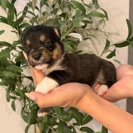 Tri Male - Black and tan male Pembroke Welsh Corgi puppy in Moreno Valley, California from Corgi Dobie Co.