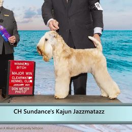 Jazzlynn - Soft Coated Wheaten Terrier