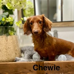 Chew-Chew - Dachshund