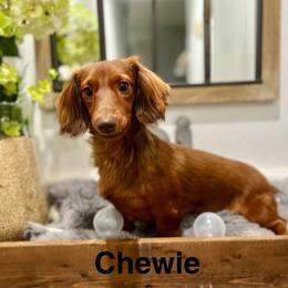 Chew-Chew - Dachshund